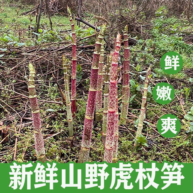 新鲜野生虎杖酸汤杆酸通杆花斑竹酸桶杆酸汤梗虎杖笋应季野菜
