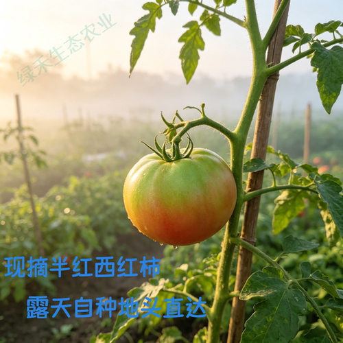 半青半红番茄新鲜现摘微红青番茄农家自种半青西红柿露天炒菜吃