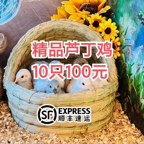 芦丁鸡活体活苗包活到家