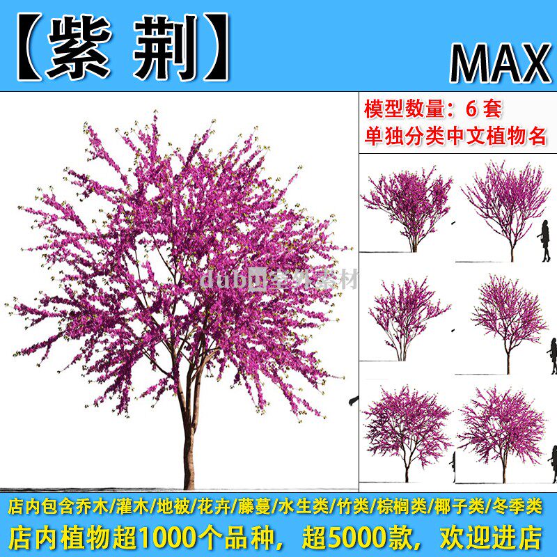 乔木-283-4-【紫荆】max植物模型-园林景观室外3d植物模型素材
