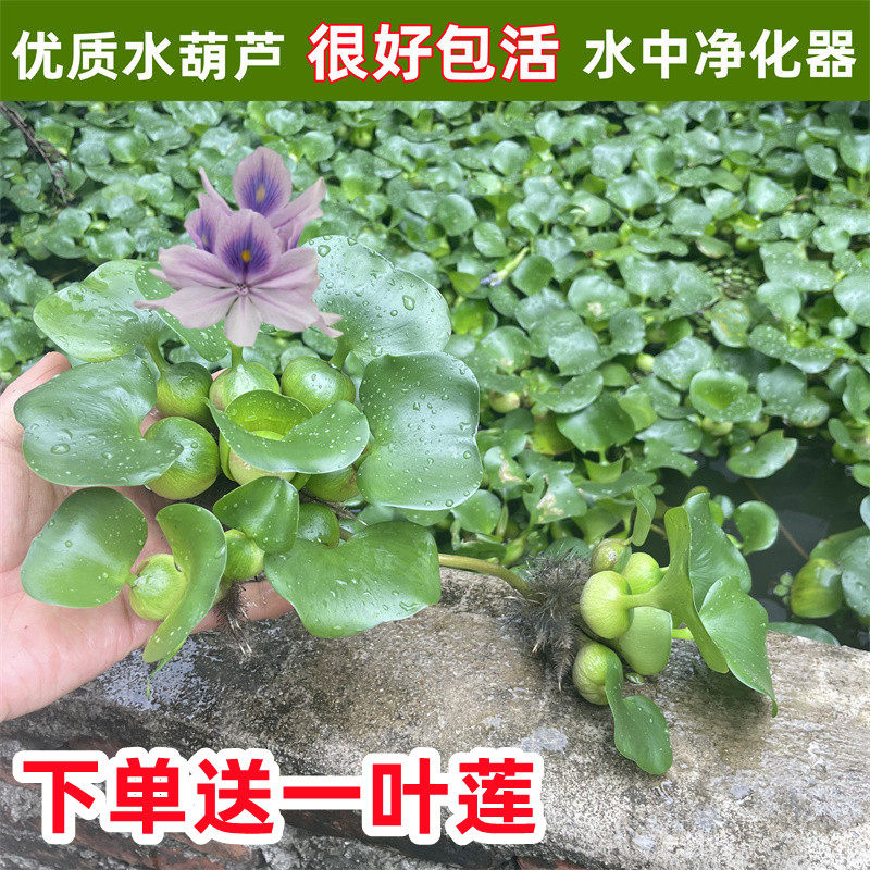 水葫芦水草浮萍一叶莲鱼缸净化水质鱼池水生植物养鱼养龟懒人造景,宠物/宠物食品及用品,水草,淘宝优惠券,粉丝福利购,淘宝优惠卷