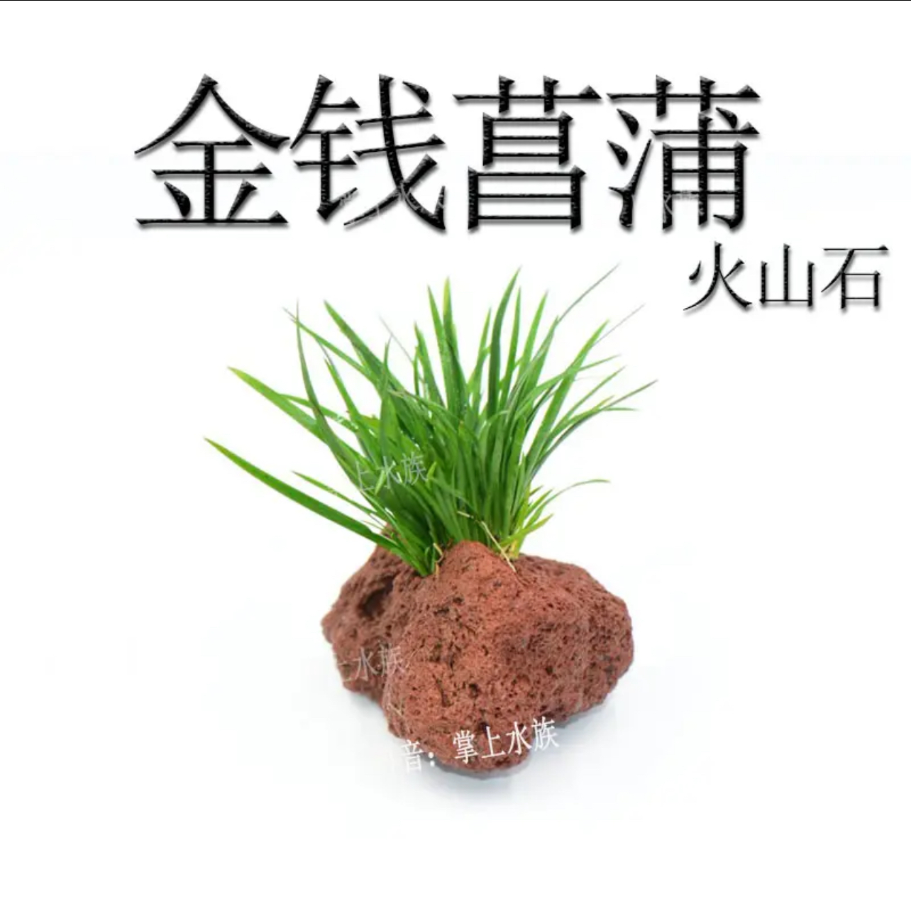 水草场直发懒人水草新手增氧阴性