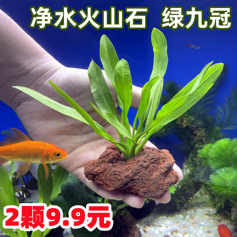 绿九冠火山石鱼缸造景懒人水草