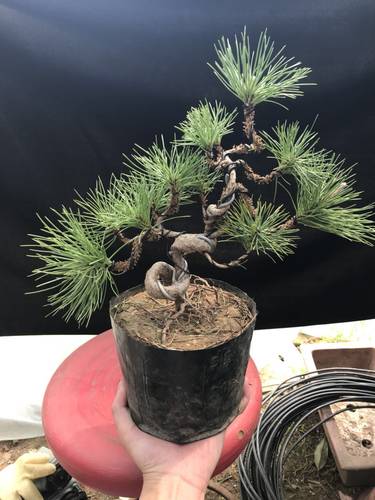 黑松盆景三河多少钱 黑松盆景三河价格 小麦优选