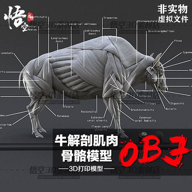 3d打印图纸动物牛解剖肌肉骨骼模型素材高精度圆雕数据stl文件.