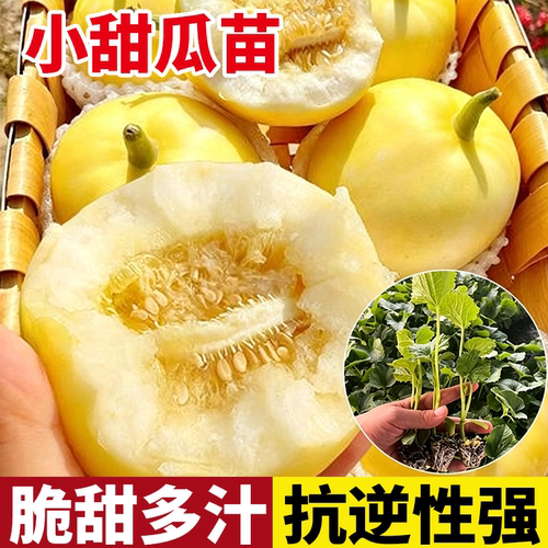 山东小蜜蜂甜瓜苗秧星甜20甜瓜脆甜苗应季水果香瓜甜瓜小蜜罐甜瓜
