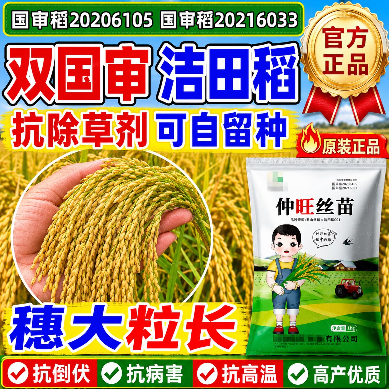 水稻种子长粒香米仲旺丝苗可留种国审超高产耐旱常规中晚稻谷种子