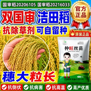 水稻种子长粒香米仲旺丝苗可留种国审超高产耐旱常规中晚稻谷种子