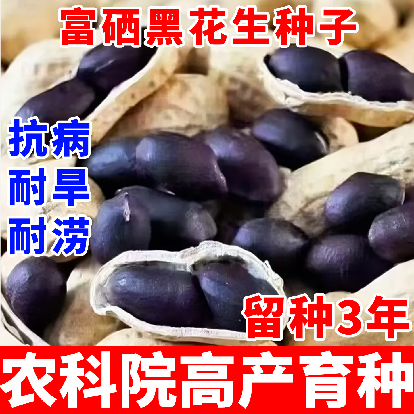 高产黑花生种子带壳富硒黑花生南方特大高产农科院早熟大粒新品种 - 实物图