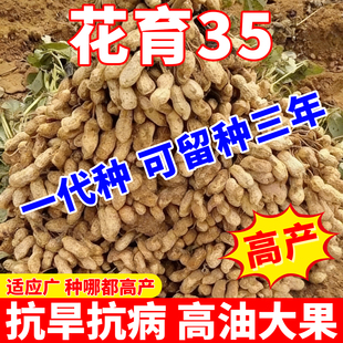 超高产花生种子农科院早熟薄壳花生种子高产南北方矮杆专用花生种
