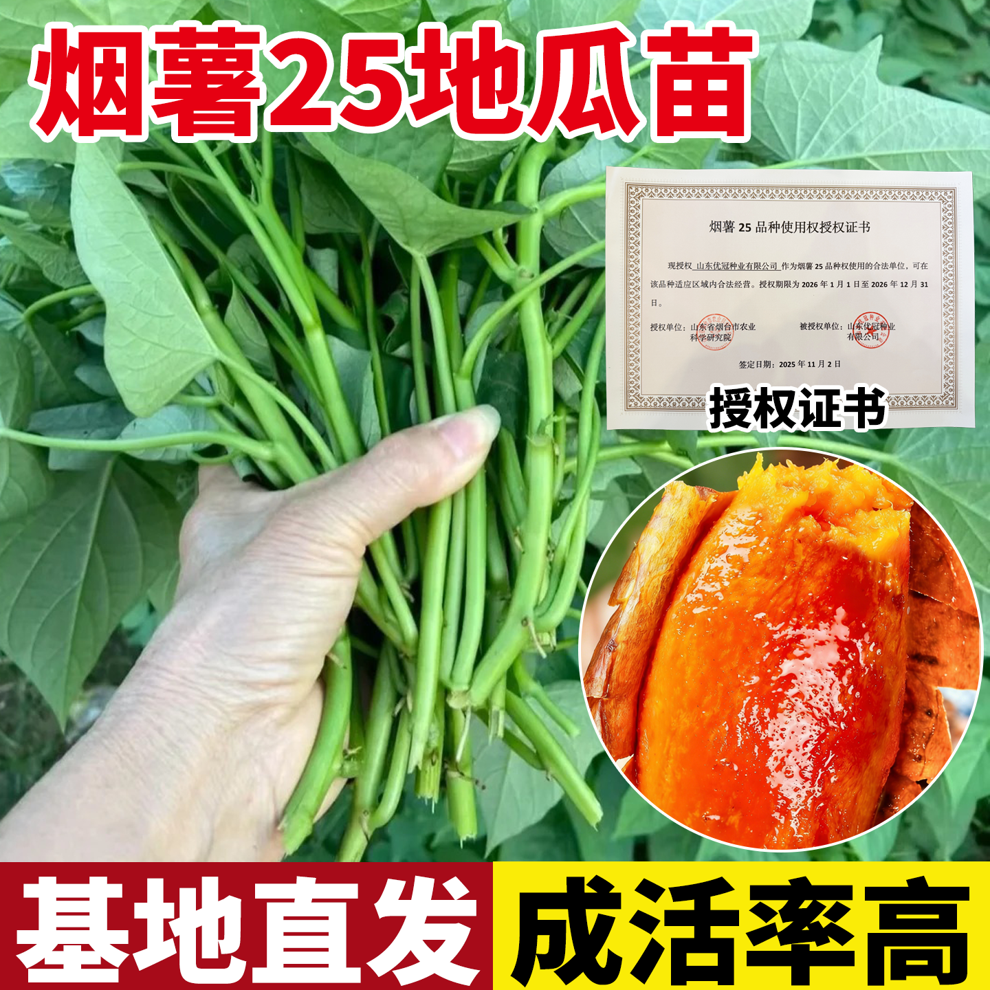 烟薯25糖心红薯苗秧西瓜红地瓜苗红瑶板栗榴莲蜜薯老品种苗种子秧
