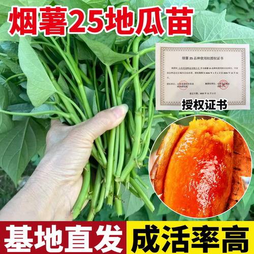 烟薯25糖心红薯苗秧西瓜红地瓜苗红瑶板栗榴莲蜜薯老品种苗种子秧