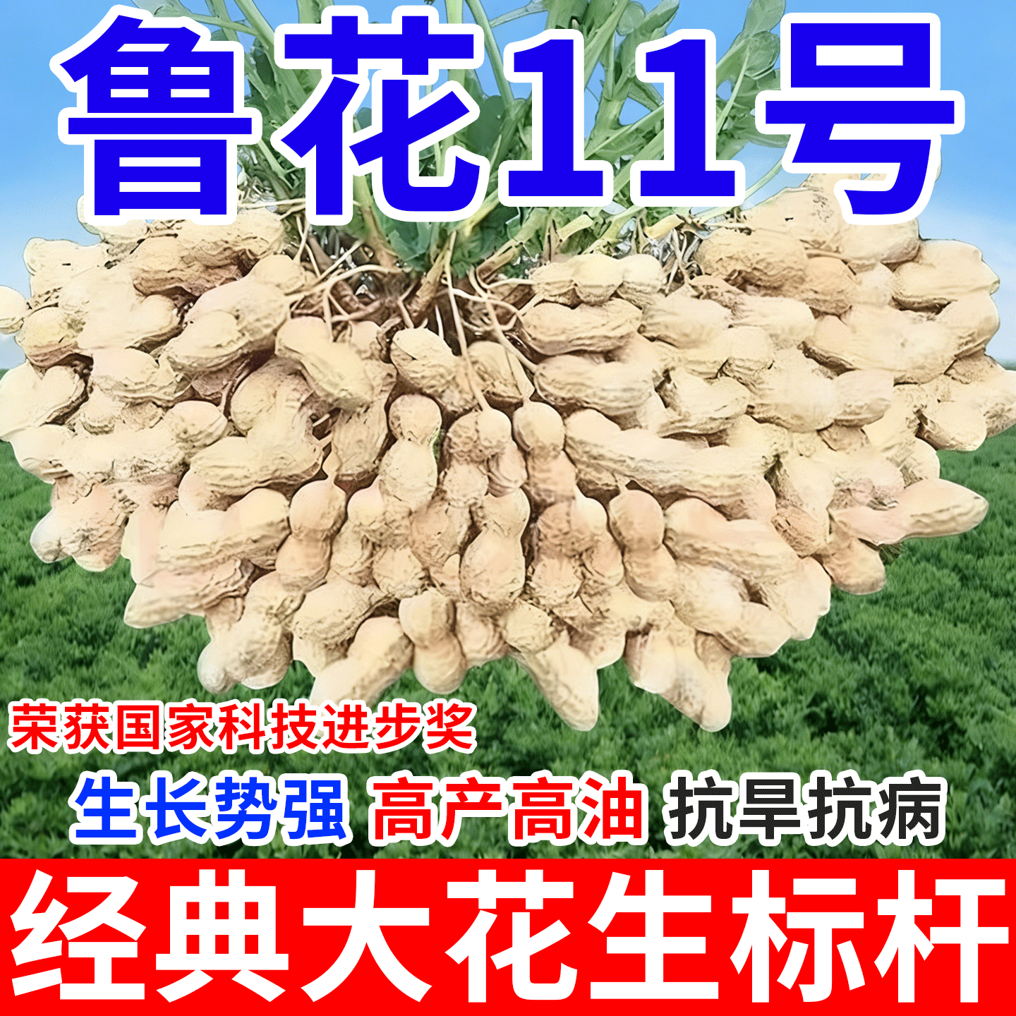 鲁花11号农科院高产花生种子超高产薄壳大粒抗旱矮杆早熟榨油花生