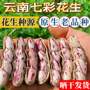 云南七彩花生种子超高产南方农科院早熟10斤老品种水果花生种子