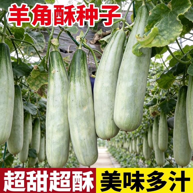 超甜白糖罐羊角酥牛角密八里香甜瓜种子香瓜蜜瓜种子高产蔬果种子图片