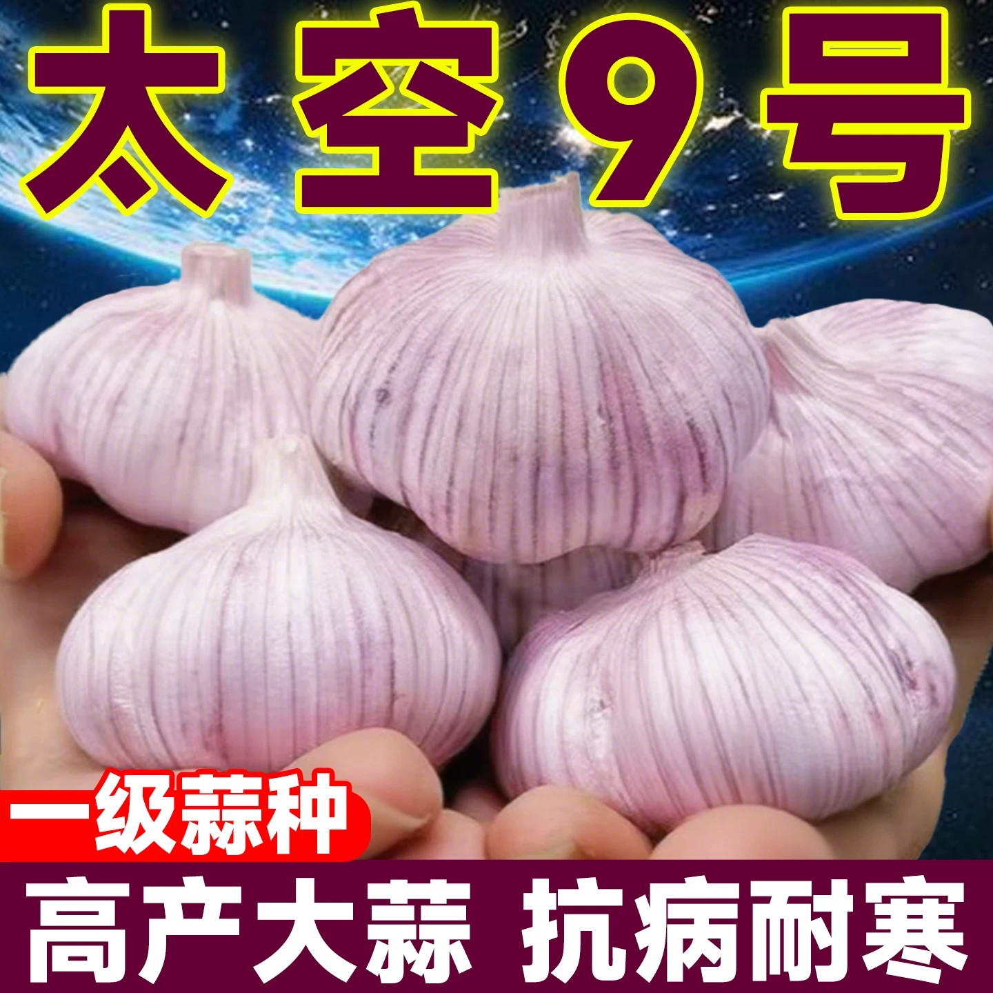 大蒜种子高产山东紫皮大蒜老品种蒜苗蒜薹种子太空优质大蒜头种子