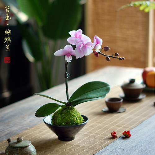 蝴蝶兰苔藓质量怎么样 蝴蝶兰苔藓口碑怎么样 小麦优选