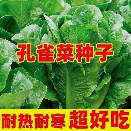 孔雀菜种子生吃脆甜高营养四季罗马直立生菜种子盆栽阳台蔬菜种子