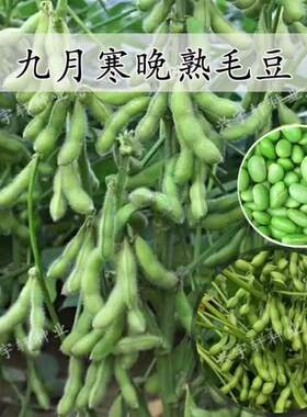 九月寒毛豆种子晚熟高产大粒青黄豆重阳豆种子鲜食菜毛豆蔬菜新种