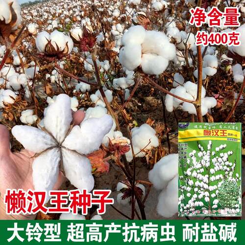 A懒汉王大桃棉花种子高产抗虫棉花籽大田用种棉花农用棉籽春夏季