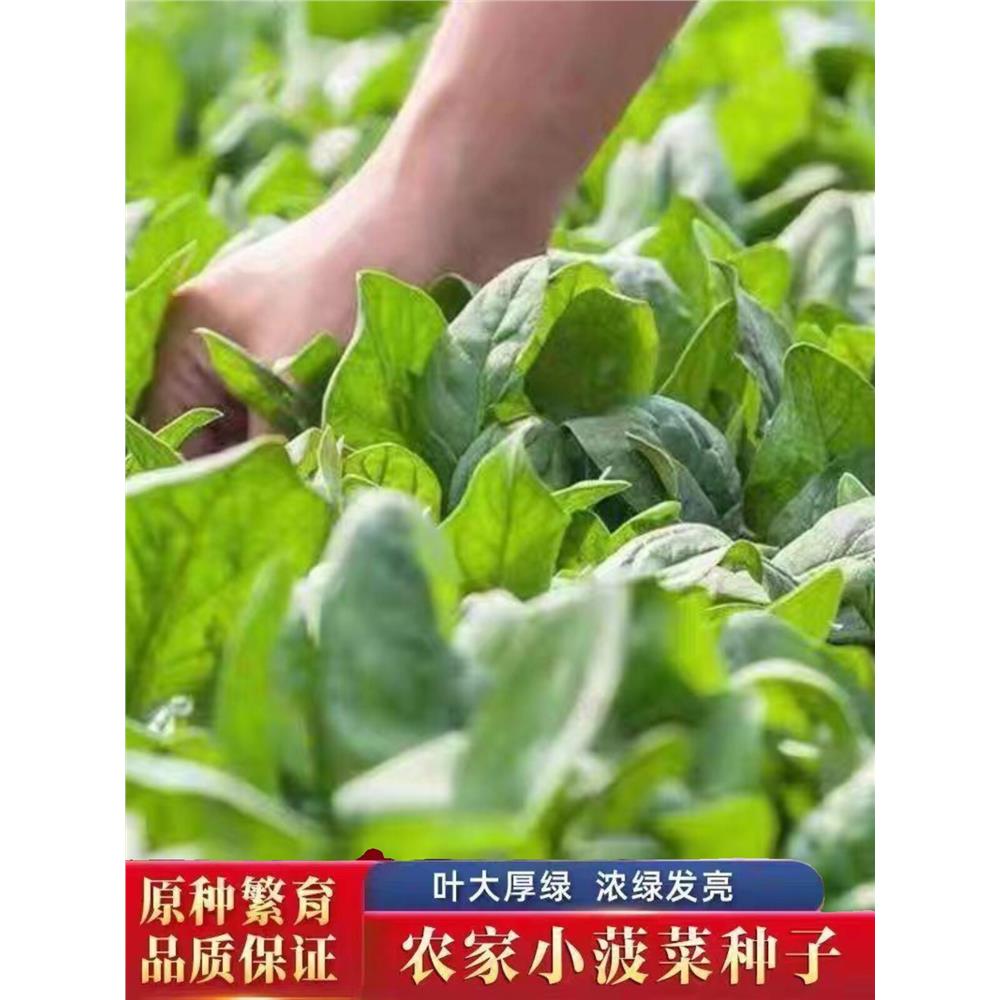 小叶菠菜种子小尖叶本地