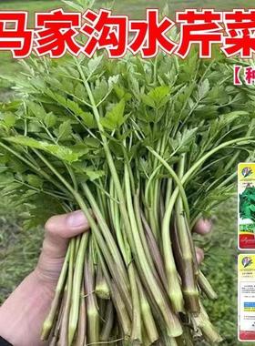 马家沟水芹菜绿色野生蔬菜种籽土里捂种孑多年生宿根植物