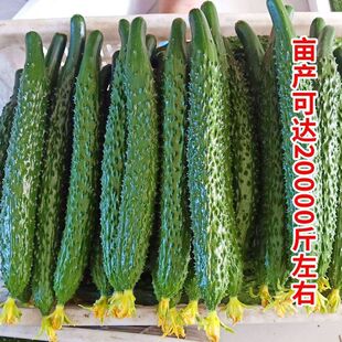 津研四号黄瓜种子四季播种黄瓜籽南方庭院阳台当季青瓜种蔬菜种