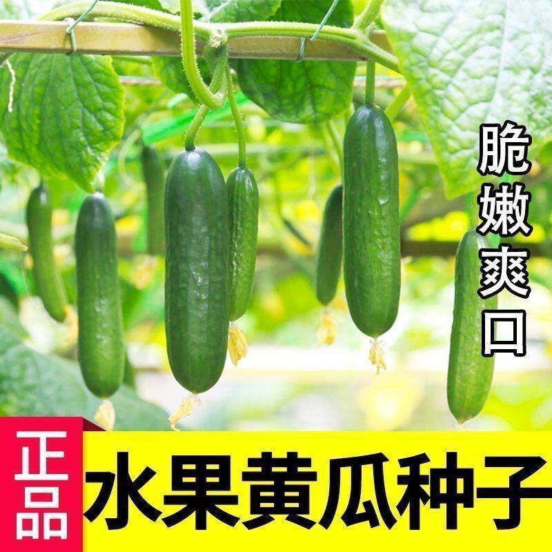 水果黄瓜种子高产压趴架四季盆栽春秋黄瓜种旱籽大棚阳台蔬菜种子