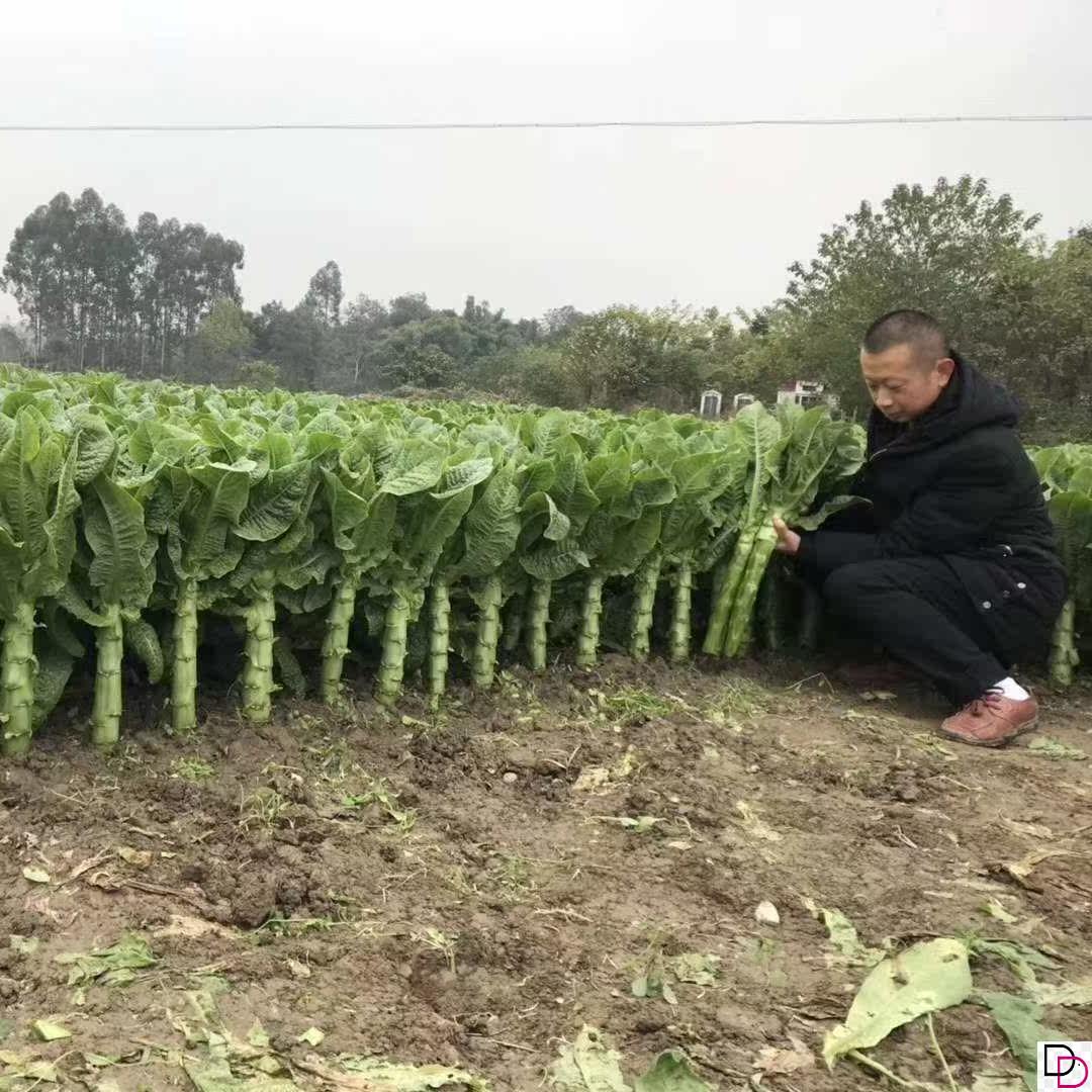 莴苣种子莴笋种籽四季阳