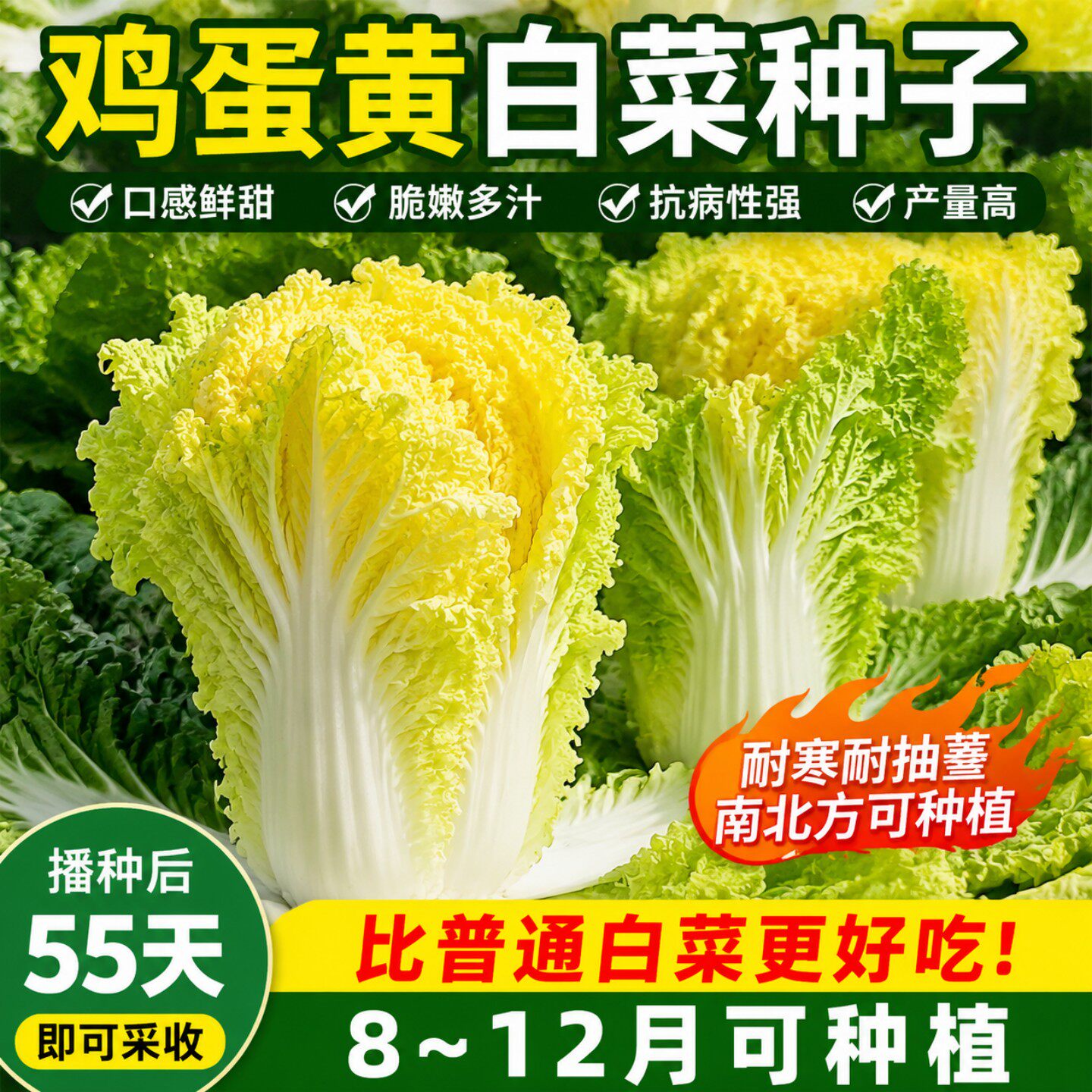 鸡蛋黄奶油大白菜种子真好吃黄心快菜籽农家田园夏秋四季播蔬菜子