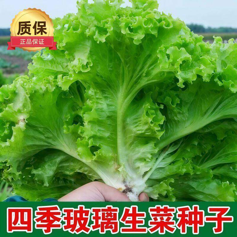 四季玻璃生菜种子种籽孑阳台种菜四季盆栽莱种春季沙拉蔬菜孑菜籽