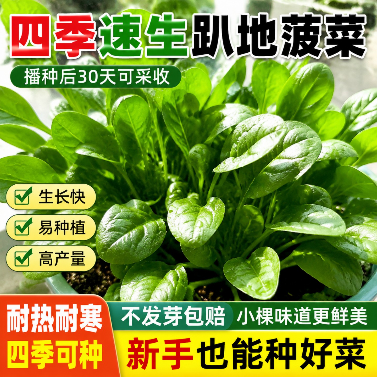 四季耐寒耐热红根趴地菠菜种子