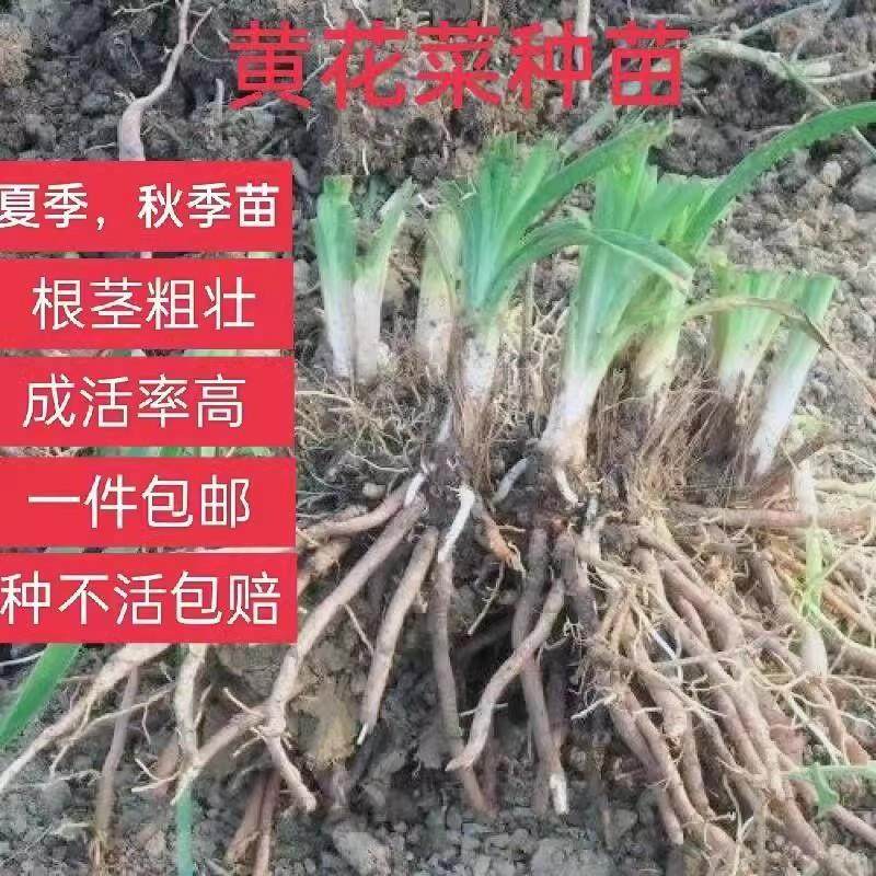 黄花菜种苗种植苗食用金针菜根苗