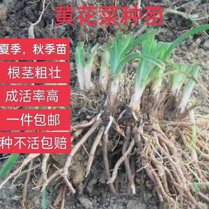 黄花菜种苗种植苗食用金针菜根苗