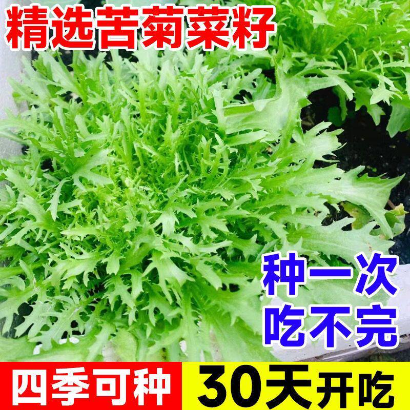 细叶花叶苦菊种子苗黄心