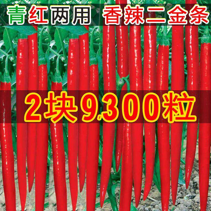 二荆条辣椒种籽贵州四川