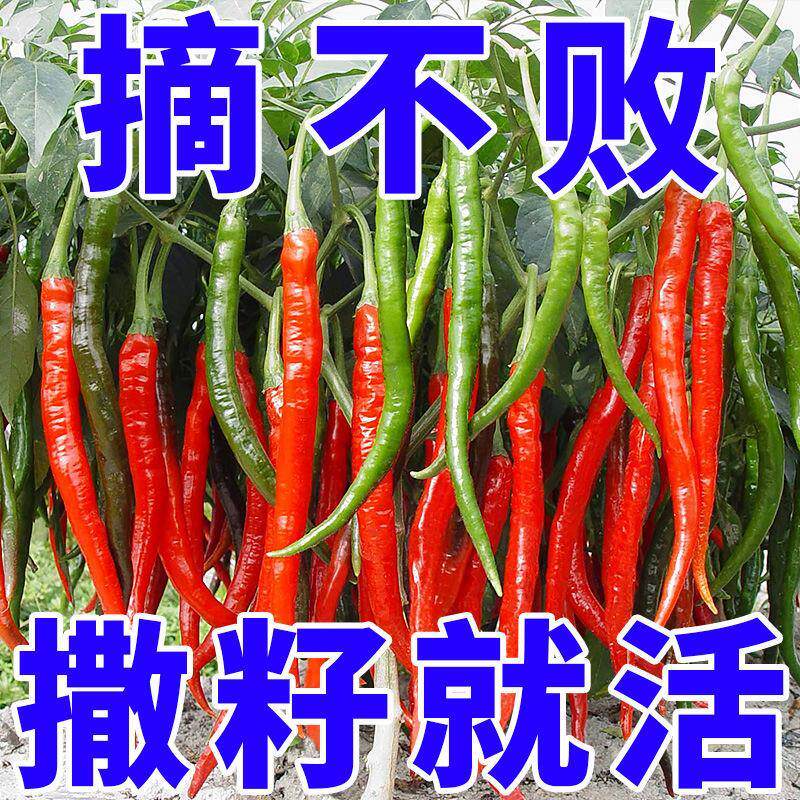 美人椒辣椒种种子四季种植辣椒籽阳台盆栽特辣香辣辣椒树蔬菜种子