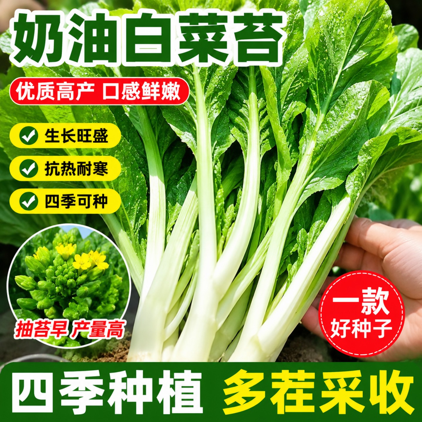 四季高产速生易种白菜苔种子耐热
