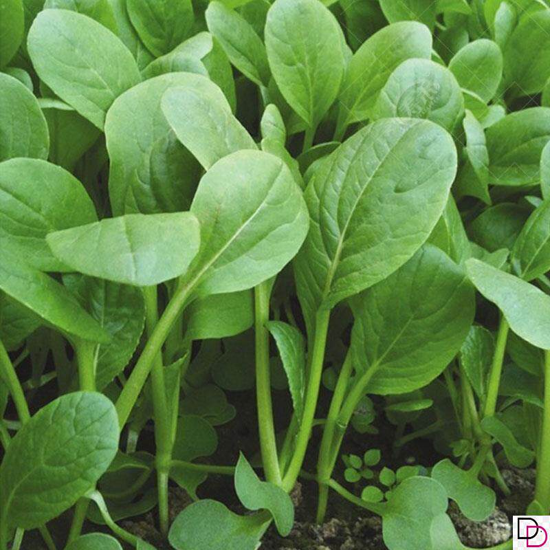 春秋鸡毛菜种子种籽18天