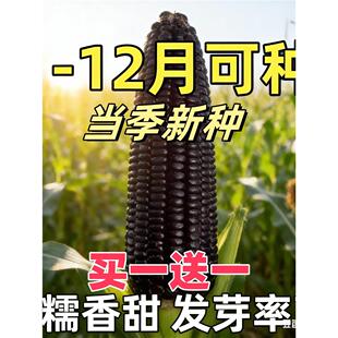 正宗黑甜糯玉米种子甜糯黑珍珠早熟80天耐高温高产黑糯玉米种子
