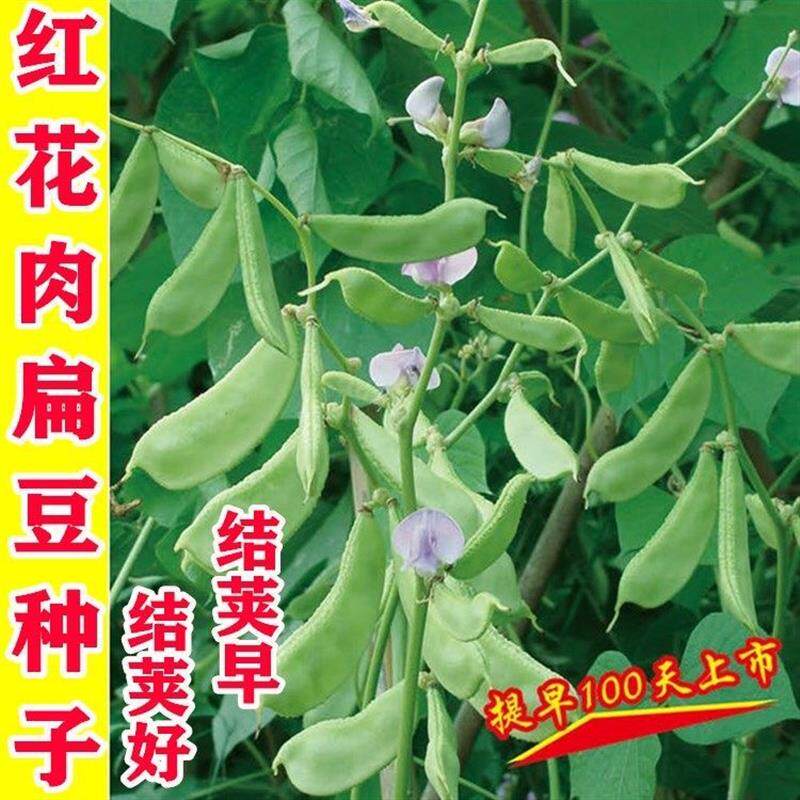眉豆种籽紫红眉豆种子绿扁豆种孑紫边扁豆种夏秋季阳台菜种蔬新种