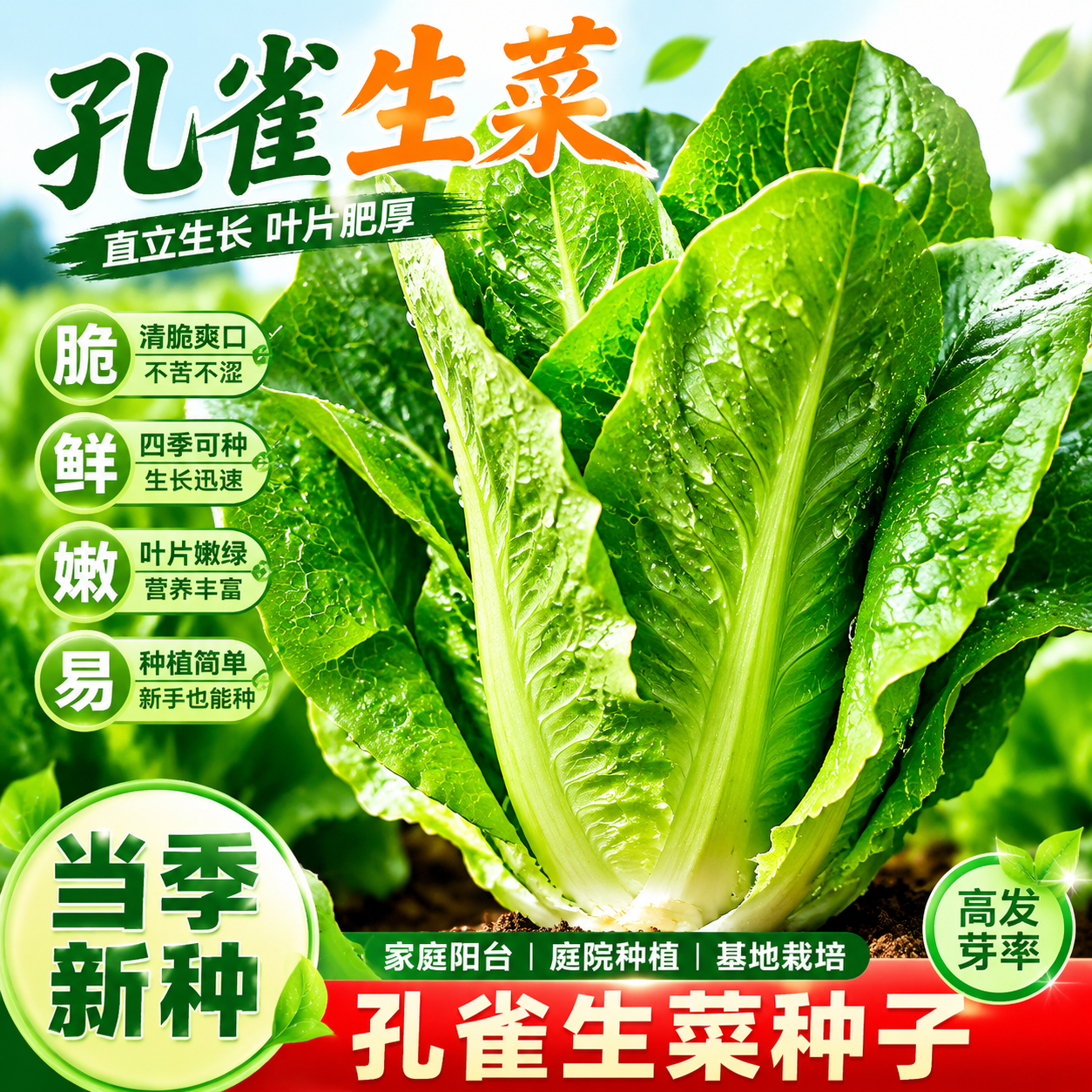 孔雀菜种子罗马生菜种孑四季沙拉菜种籽四季种植耐寒阳台盆栽蔬菜