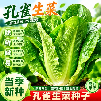 孔雀菜种子罗马生菜种孑四季沙拉菜种籽四季种植耐寒阳台盆栽蔬菜