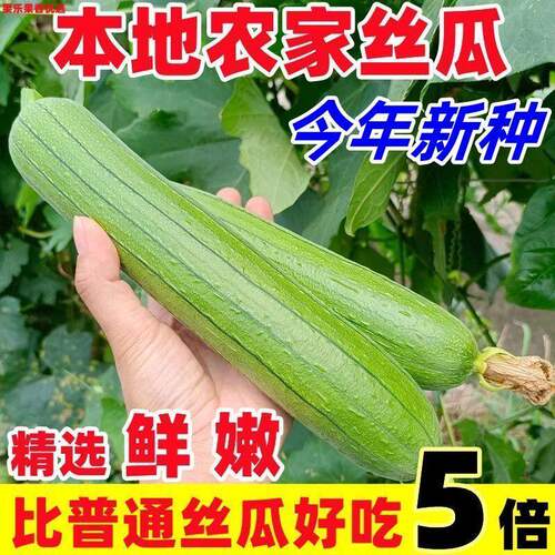 肉香丝瓜本地农家新鲜甜