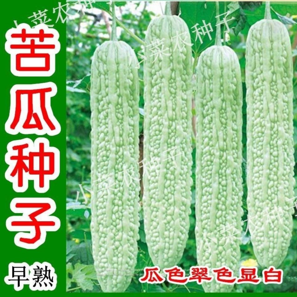 白苦瓜种子 长白苦瓜 大白绿苦瓜籽春季耐热农家田园爬藤蔬菜种子