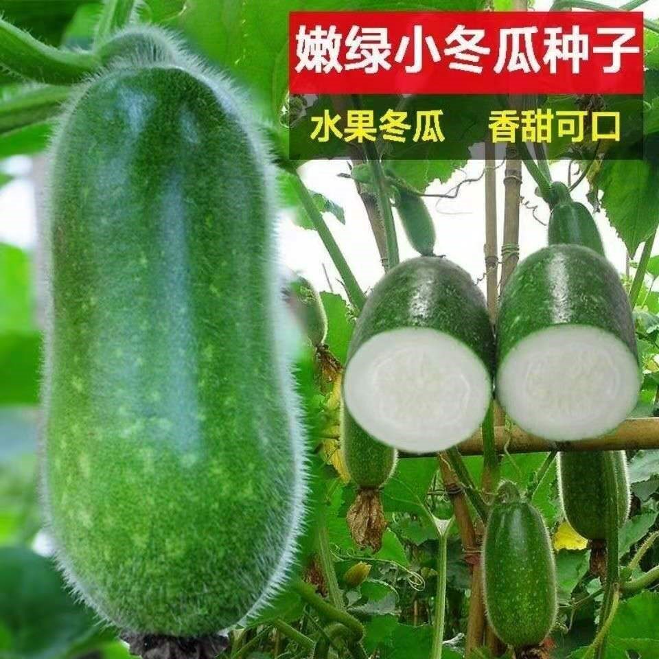 迷你小冬瓜种子绿小节瓜种籽水果冬瓜春播蔬菜种孑庭院菜园种植
