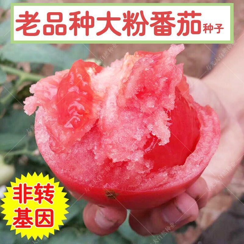 大粉番茄种子毛粉柿子西红柿种子