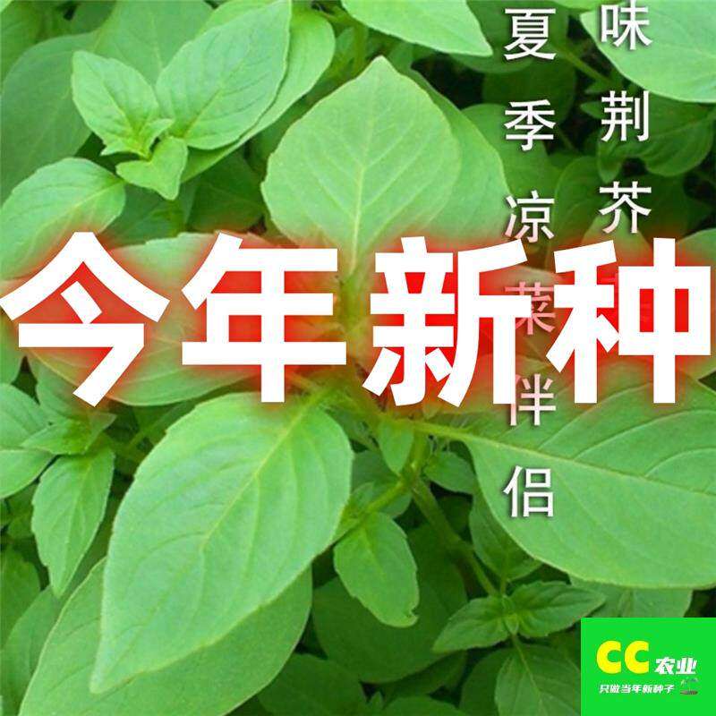 A四季播荆菜青菜荆芥菜种籽河南大叶荆芥种子荆芥苗菜籽蔬菜种子