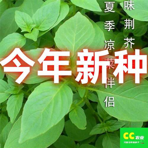 A四季播荆菜青芥菜种籽河