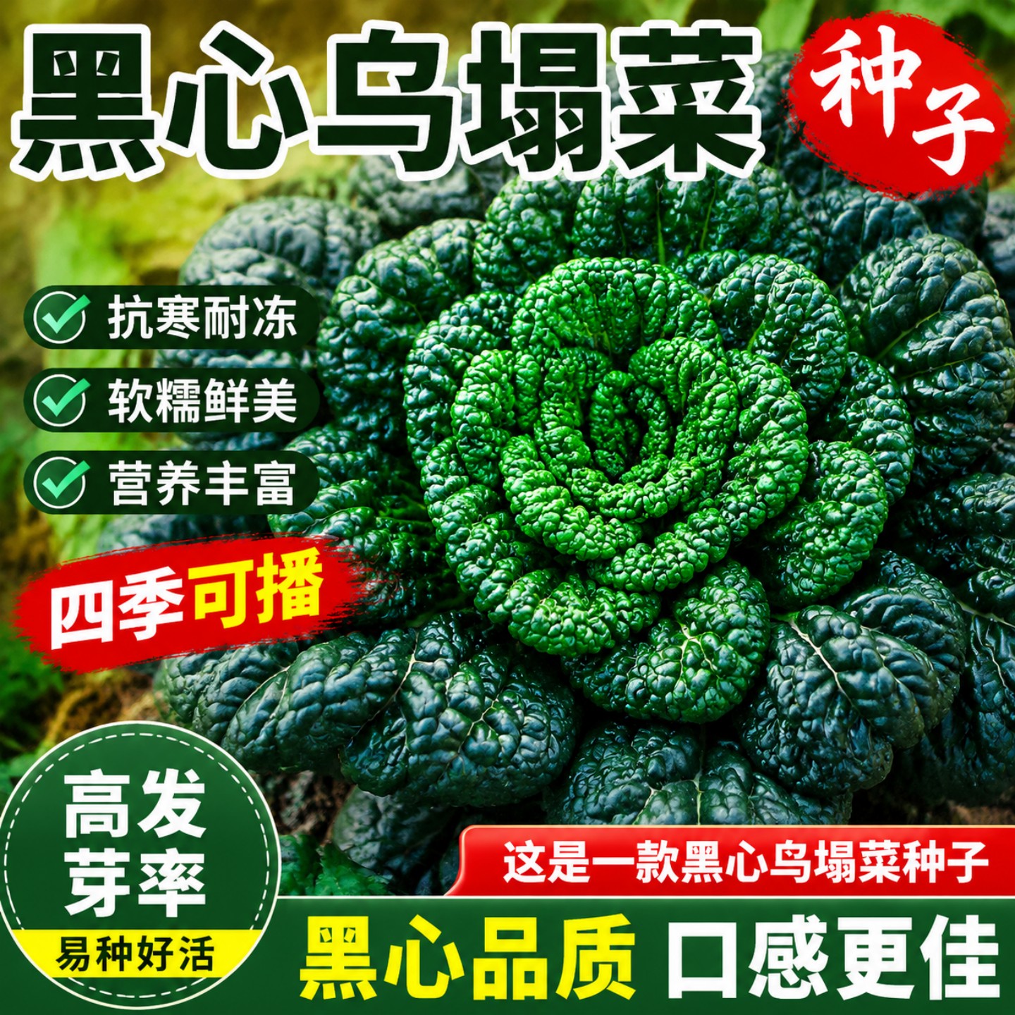 黑心乌塌菜种子耐寒易种秋冬播